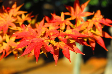 色づく紅葉の葉の風景1