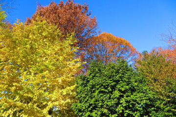 秋の空と色づく木々の風景2