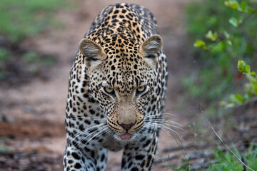 Fototapeta na wymiar African Leopard in South Africa