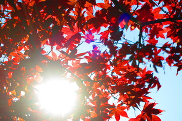 秋の空と紅葉の葉の風景4