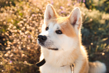 Cute Akita Inu dog outdoors, closeup
