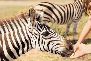 Fototapeta na wymiar Tourist feeding beautiful zebra in wildlife sanctuary