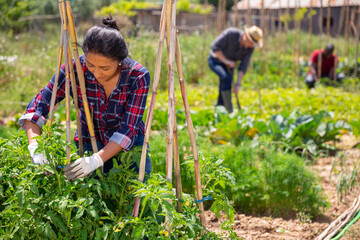 Portrait of peruvian woman gardener during working with tomatoes seedling outdoor