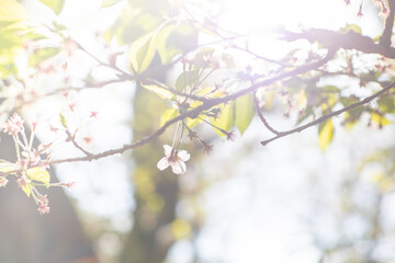 桜