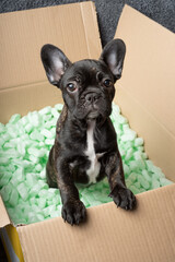 Female Puppy of French Bulldog in cardboard box filled with green foam protective granules. Online shopping concept.