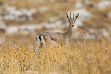 mountain gazelle stands, against a blurred background. In the Deer Valley Nature Reserve,...
