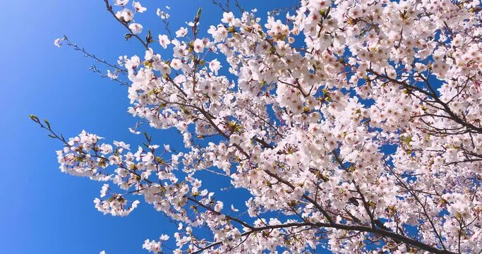 Background image of cherry blossoms in full bloom and blue sky in spring