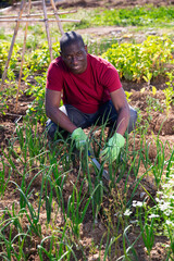 Fototapeta premium Successful african american male gardener with green onion and cabbage
