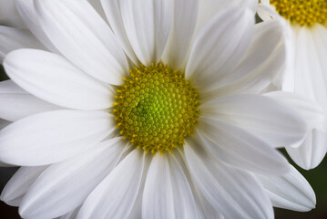 White chrysanthemum flower with a yellow center.