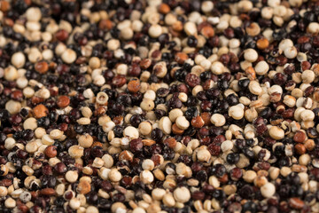 TRICOLOR TYPE QUINOA HARVESTED IN PERU
