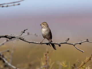 A brewers sparrow sits on a tree branch in the scrub brush landscape of southern New Mexico. 