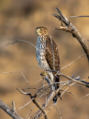 A coopers hawk sits in the top of a dead tree watching for rodents. 