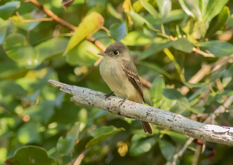 A rare bird species for the United States, the Cuban Pewee was spotted in the Florida Keys 