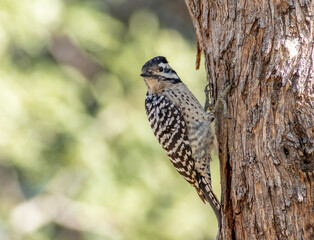 A ladder-backed woodpecker sits on the side of a tree trunk preparing to fly. 