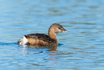 A pied-billed grebe swims away from the shoreline on a city park pond. 
