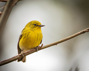 A pine warbler is a bright bird on a cold winter day.