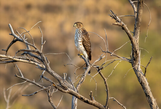 A coopers hawk watches the desert for its next prey 