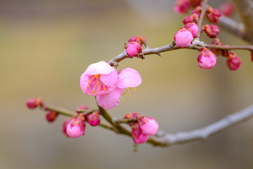 Fototapeta na wymiar 早春の神戸岡本梅林公園。ピンク色の梅の花が咲き始めた。