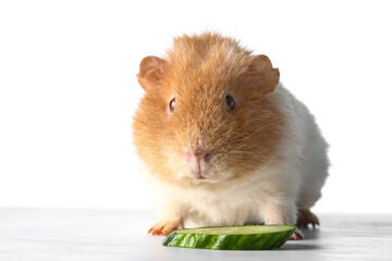 Funny Guinea pig and cucumber slice on white background