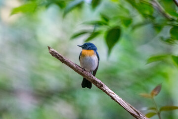 bird resting on tree in the forest.
colorful natural background.