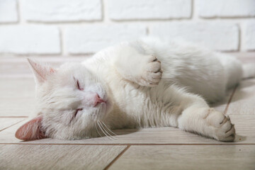 Portrait of a domestic cat of white color with big eyes. Cute clean cat. White cat with a pink nose. White Russian breed of cats.