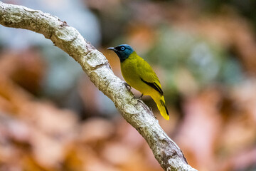 Black-crested Bulbul resting on tree in the forest.
