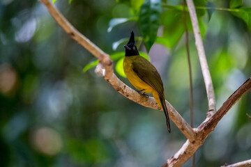 Black-crested Bulbul resting on tree in the forest.