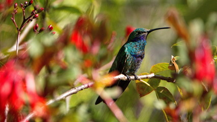 Sparkling violetear (Colibri coruscans) hummingbird perched in a flower bush in Cotacachi, Ecuador