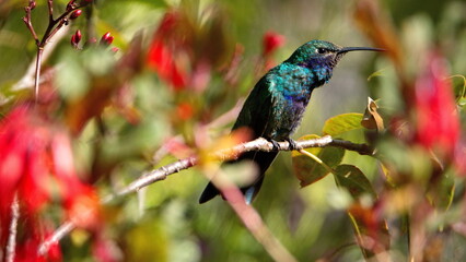 Sparkling violetear (Colibri coruscans) hummingbird perched in a flower bush in Cotacachi, Ecuador