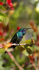 Sparkling violetear (Colibri coruscans) hummingbird perched in a flower bush in Cotacachi, Ecuador