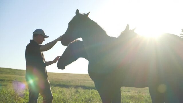 Man tending to horses with sun flares