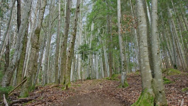 A mountain biker is drifting down a leafy trail in slow motion