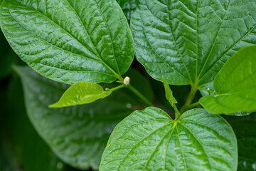 close up of green leaf betel