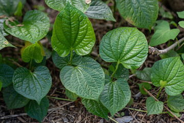 leaves in the garden Piper betle