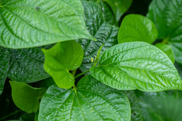 beautiful green betel leaves texture background