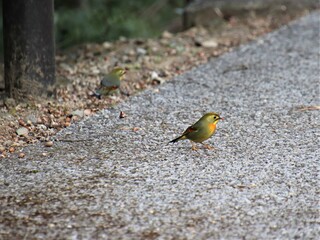 カラフルな鳥のソウシチョウ