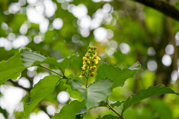 flowers Bunchosia armeniaca cansaboca ciruela de fraile, guaimaro, indano and cold-earth mamey