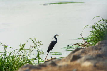 Great blue heron