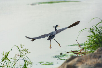 Great blue heron