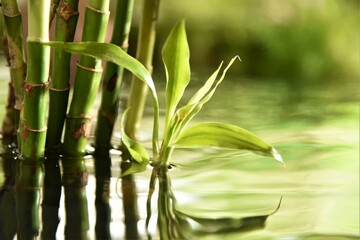 water bamboo forest background