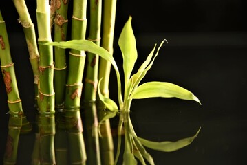water bamboo leaves on a black background