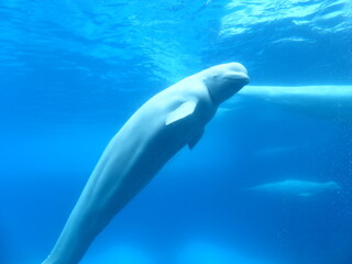 Fototapeta premium Beluga