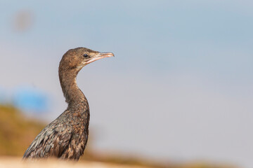 little cormorant - Microcarbo niger - Javanese cormorant