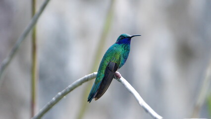 Sparkling violetear (Colibri coruscans) hummingbird perched on a stick in Cotacachi, Ecuador