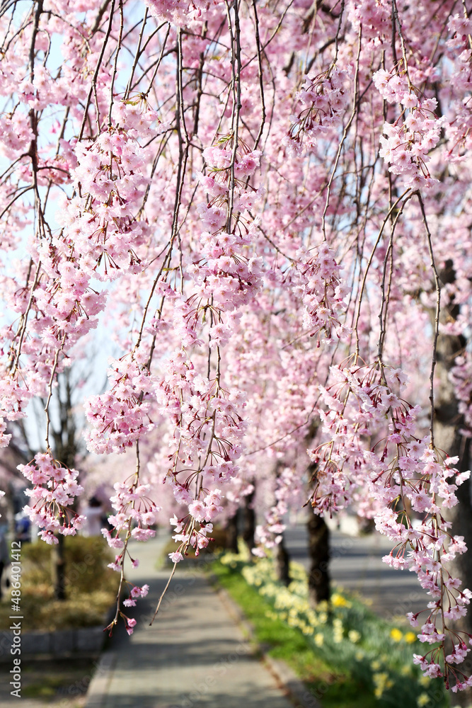 Sticker 喜多方　日中線　しだれ桜並木	