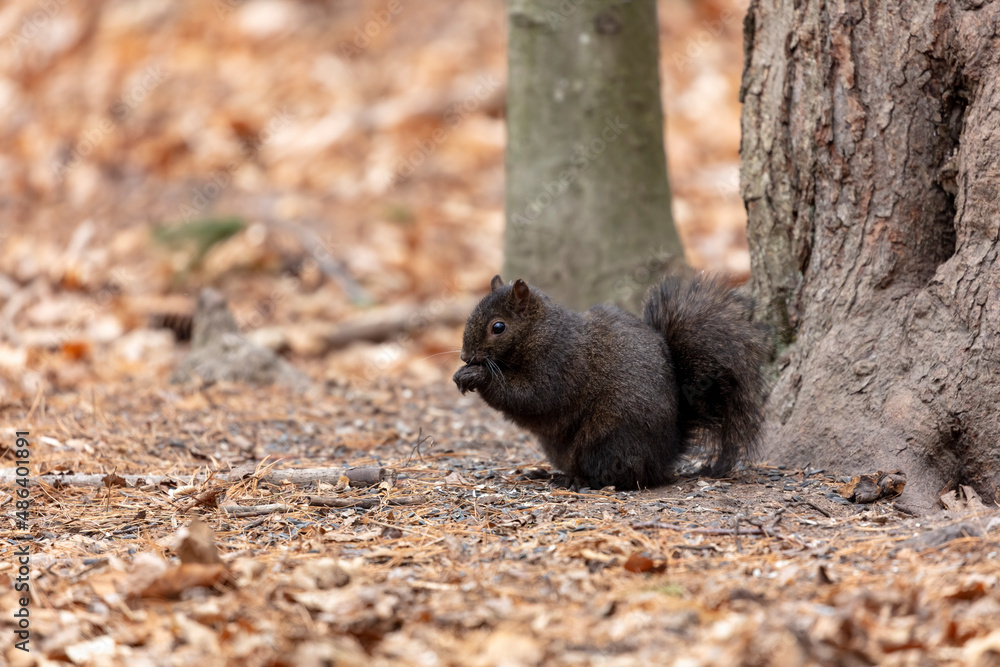 Poster The eastern gray squirrel - black form (Sciurus carolinensis) in the park