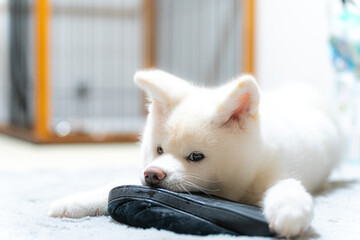 生後3か月の白の秋田犬