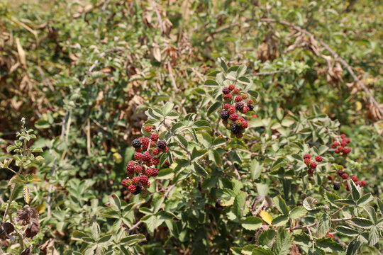 raspberries growing on a plant close up. High quality photo