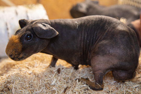 Black hairless hotsell guinea pig