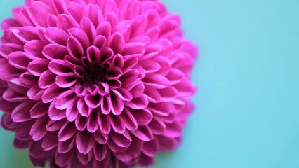 ポンポン菊　　ピンクの丸い花